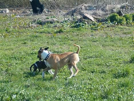 Blanding af racer kenzo R.I.P - kenzo sammen med en af hans veninder billede 10