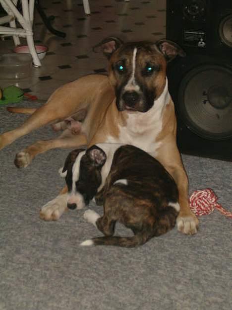 Blanding af racer kenzo R.I.P billede 11