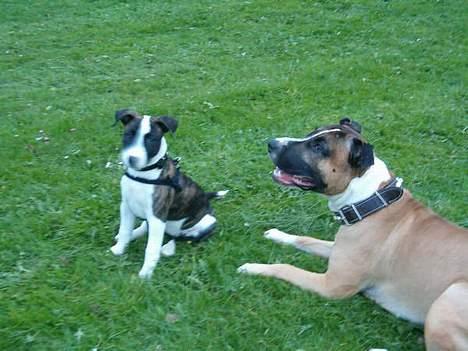 Blanding af racer kenzo R.I.P - kenzo sammen med hans veninde billede 12