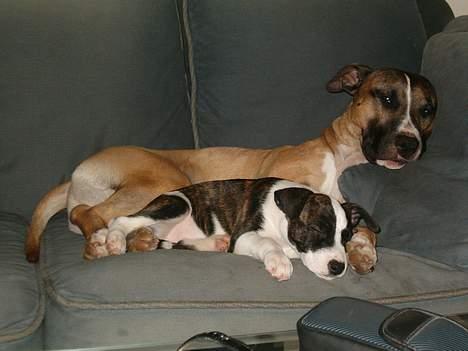 Blanding af racer kenzo R.I.P - ZZZZZZZZZZZZZZZZzzzzzzzzzzzzzzzz billede 13