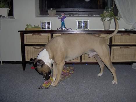 Blanding af racer kenzo R.I.P billede 16