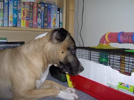 Blanding af racer kenzo R.I.P - uhhh hvad er det... puha man er altså nyskerie billede 17