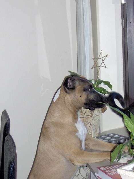 Blanding af racer kenzo R.I.P - Mor jeg vil ud og lege... pleace billede 18