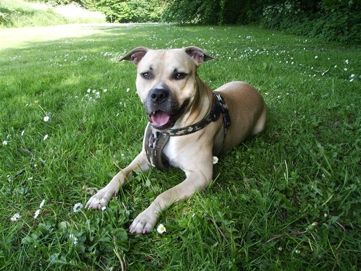 Amerikansk staffordshire terrier - Bailey  - 1 år & 3mdr billede 1