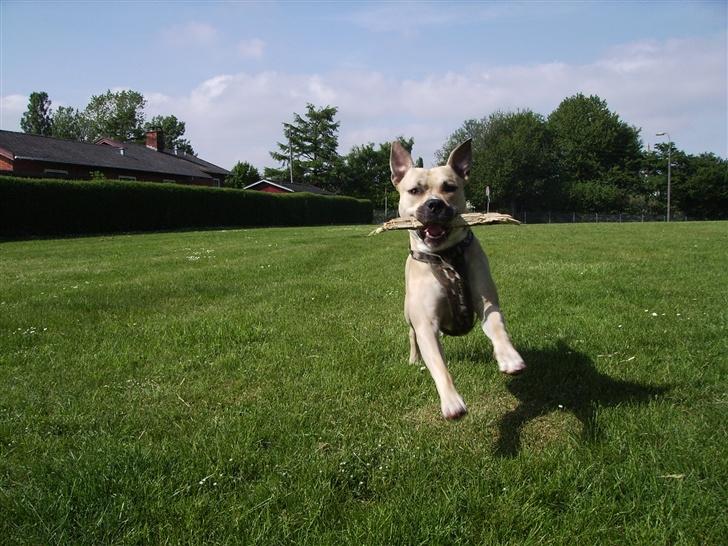 Amerikansk staffordshire terrier - Bailey  billede 2