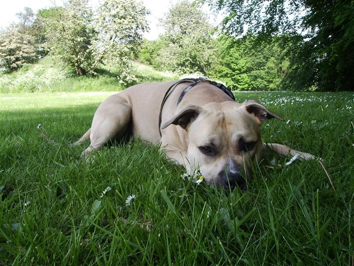 Amerikansk staffordshire terrier - Bailey  - En slapper i skyggen billede 3