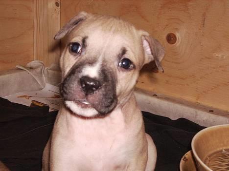 Amerikansk staffordshire terrier - Bailey  - Pretty boy billede 4