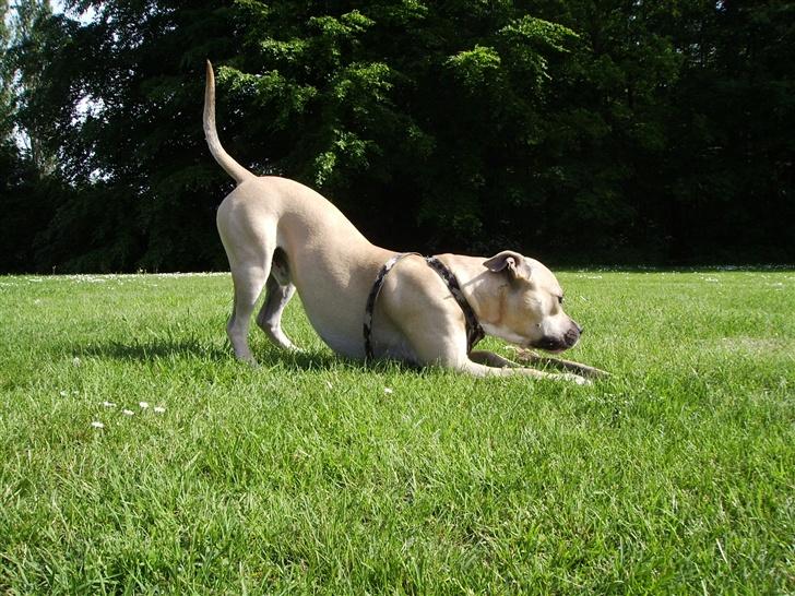 Amerikansk staffordshire terrier - Bailey  billede 6