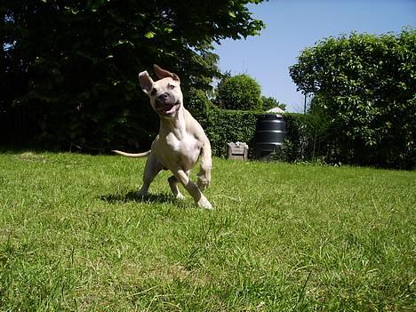 Amerikansk staffordshire terrier - Bailey  - Flabet som altid :o) 15uger billede 9