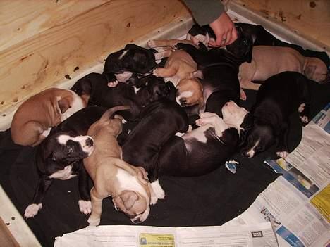 Amerikansk staffordshire terrier - Bailey  - Mig og mine 11 søskende billede 11