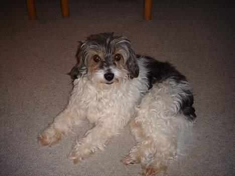 Tibetansk terrier Mille *død* billede 10