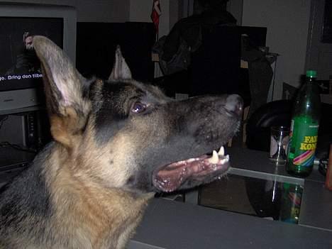 Schæferhund Lyshøj's Xarcho - Godbid til mig...? billede 11