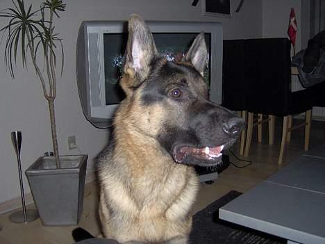 Schæferhund Lyshøj's Xarcho - Giv mig nu den godbid... billede 12