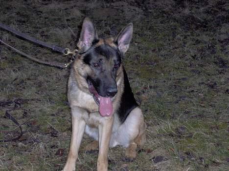 Schæferhund Lyshøj's Xarcho - Puhh ringtræning er hårdt... billede 13