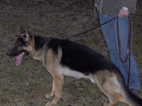 Schæferhund Lyshøj's Xarcho - Selvom jeg er træt, kan jeg godt stå pænt... billede 14