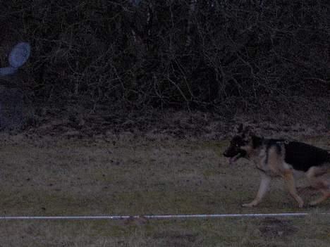 Schæferhund Lyshøj's Xarcho - Så tager vi lige et par omgange mere... billede 15