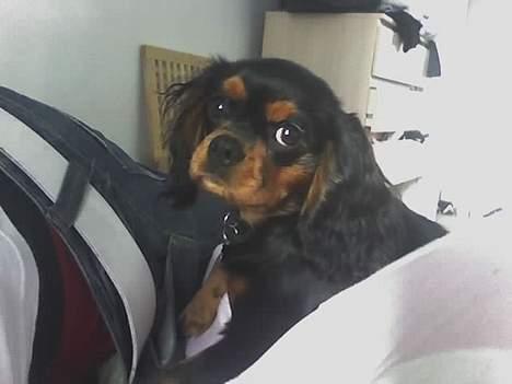Cavalier king charles spaniel zimba - jeg syntes du skal vågne far istedet for at ligge og sove ... billede 10
