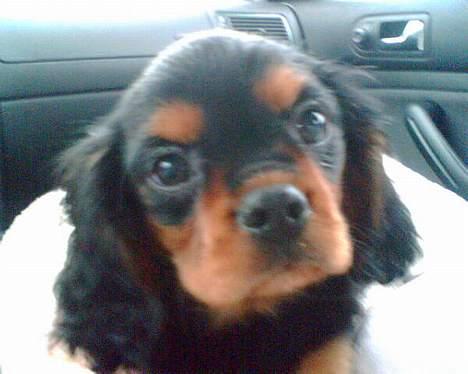 Cavalier king charles spaniel zimba - jeg er jo en lille model.... billede 11