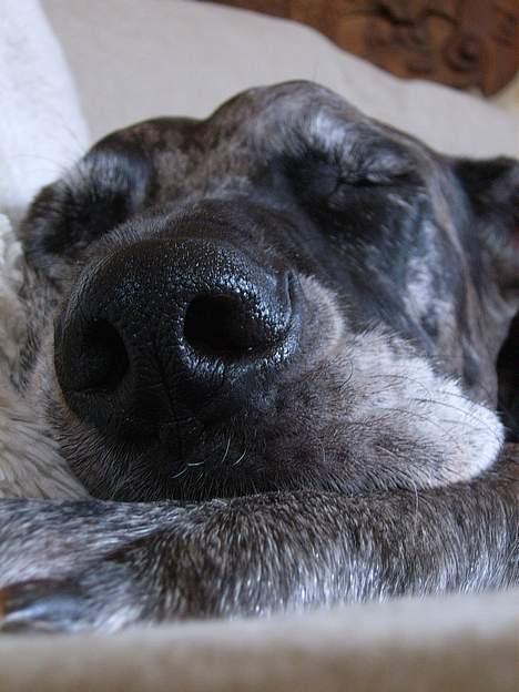 Grand danois Carla himmelhund - jeg snupper mig lige en "morfar" billede 16