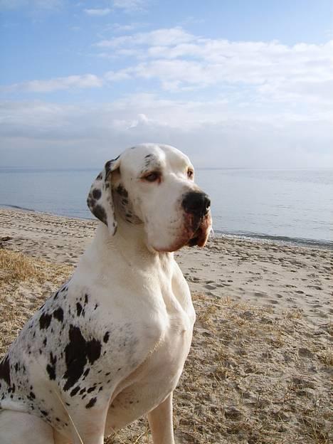 Grand danois Mona himmelhund - Brøndby strand 6 Feb. 2007 =NYT= billede 13