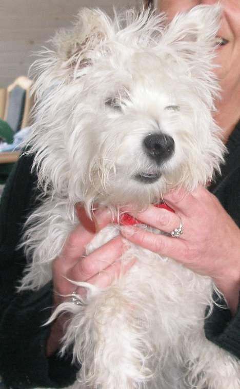 West highland white terrier Breezer - Før Trimning 3.april 2006 -uha ka jo ikk se en pind... billede 18