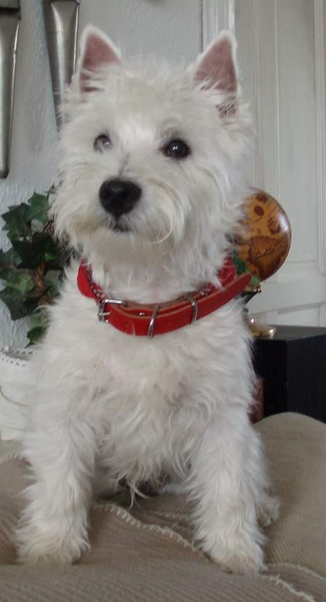 West highland white terrier Breezer - 5 mdr. og trimmet for første gang - nøjjj nu ka jeg jo se igen billede 19