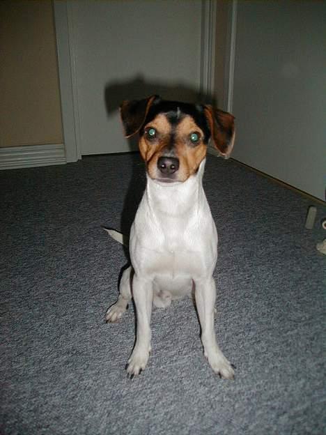 Dansk svensk gaardhund Buster - Hvor jeg elsker at blive taget billeder af. billede 2