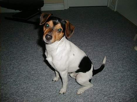 Dansk svensk gaardhund Buster - Sådan skal man score. billede 3