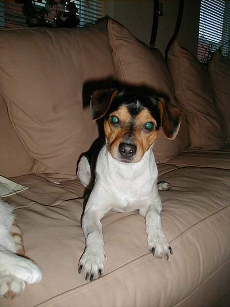 Dansk svensk gaardhund Buster - Her liger man godt. billede 4