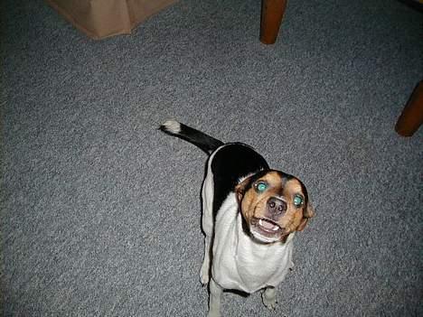 Dansk svensk gaardhund Buster - Er jeg ikke farlig? billede 5