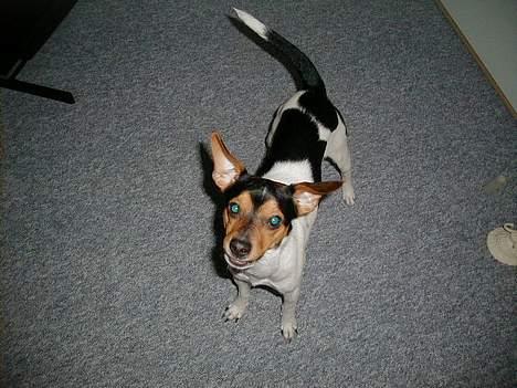 Dansk svensk gaardhund Buster - Jeg smiller til jer allesammen. billede 6