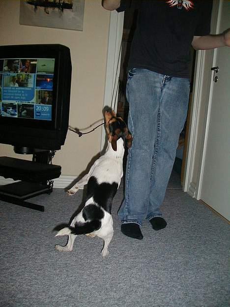 Dansk svensk gaardhund Buster - Jeg elsker at lege. billede 7