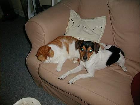 Dansk svensk gaardhund Buster - Har er min lege kammerat, men det kan godt blive lidt vildt en gang i mellem. billede 8