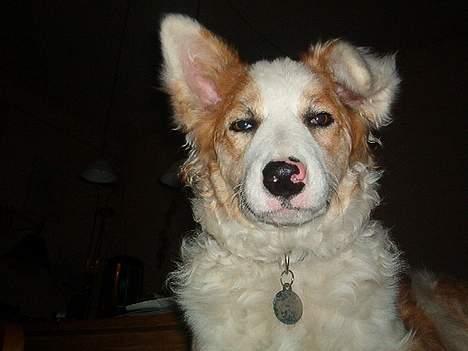 Blanding af racer Svejgaards Sif - Er jeg sej nu *GG* billede 10