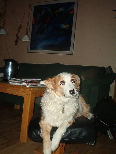 Blanding af racer Svejgaards Sif billede 11