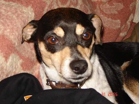 Dansk svensk gaardhund hans (død 29/4-2006)  - nyt billede 19