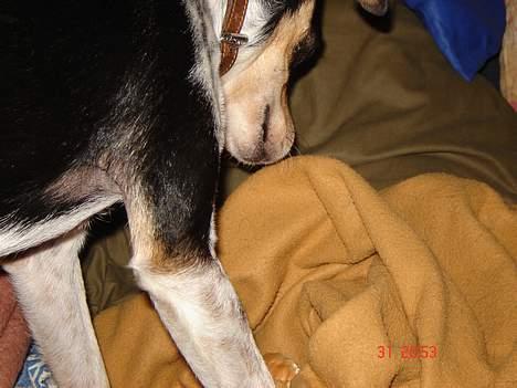 Dansk svensk gaardhund hans (død 29/4-2006)  - *nyt* Hvorfor kan mor ikke bare bare lægge mit tæppe ordenligt, når hun har brugt det. billede 20