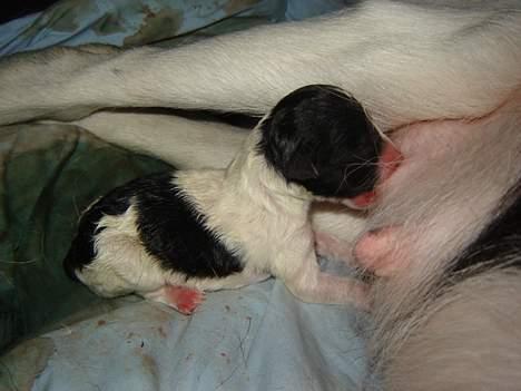 Blanding af racer Ricki og Malou´s Hvalpe - Den først fødte og det er en lille pige. Hun er den mindste i kuldet. billede 2