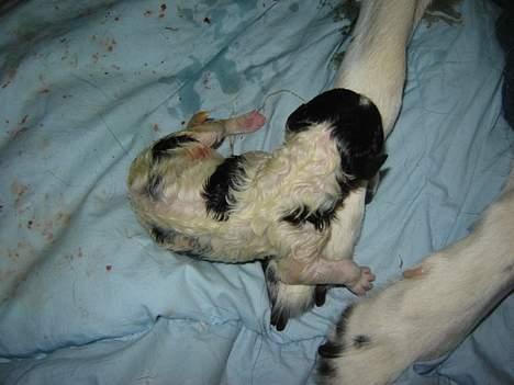 Blanding af racer Ricki og Malou´s Hvalpe - Nr 2 fødte det var også en lille pige med krøller efter far billede 3