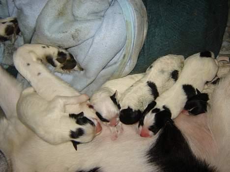 Blanding af racer Ricki og Malou´s Hvalpe billede 4