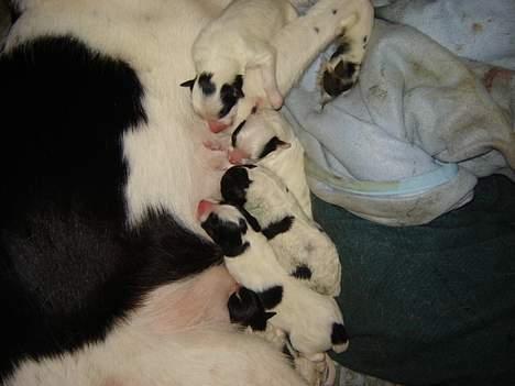 Blanding af racer Ricki og Malou´s Hvalpe billede 5