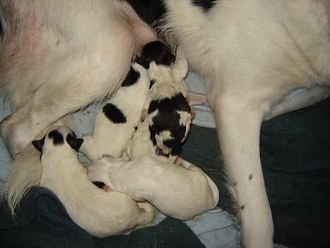 Blanding af racer Ricki og Malou´s Hvalpe billede 6