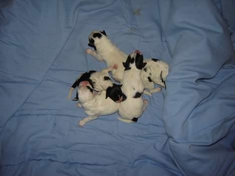 Blanding af racer Ricki og Malou´s Hvalpe billede 7