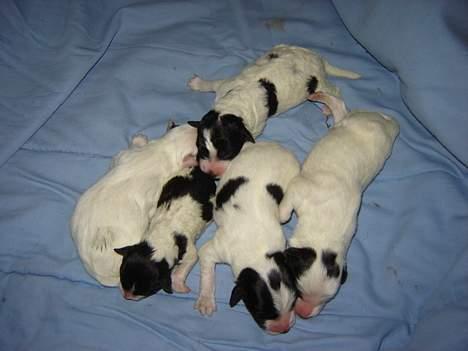 Blanding af racer Ricki og Malou´s Hvalpe billede 8