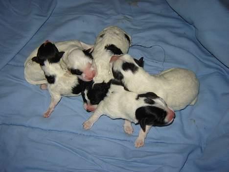 Blanding af racer Ricki og Malou´s Hvalpe billede 9
