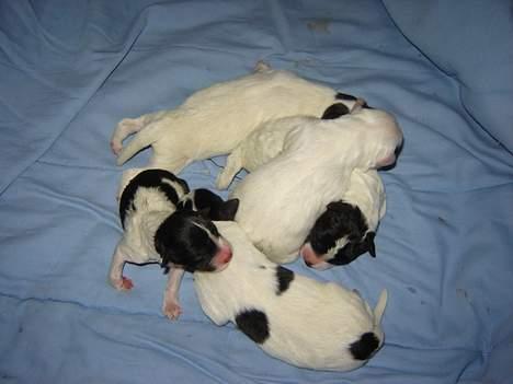 Blanding af racer Ricki og Malou´s Hvalpe billede 10