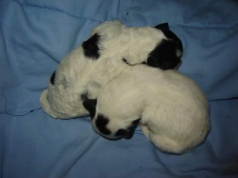 Blanding af racer Ricki og Malou´s Hvalpe billede 11