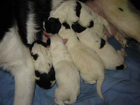 Blanding af racer Ricki og Malou´s Hvalpe billede 12