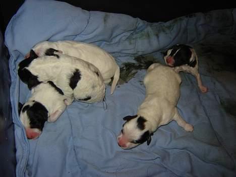 Blanding af racer Ricki og Malou´s Hvalpe billede 13