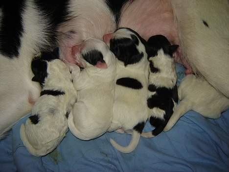 Blanding af racer Ricki og Malou´s Hvalpe billede 14